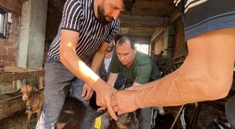 Yığılca'da Küçükbaş Hayvanlara Aşılama ve Küpeleme