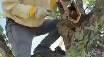 Elazığ'da Kuru Meşe Ağacından 3 Kilo Bal Çıktı