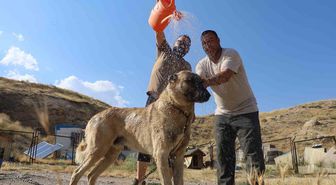 Sivas'ta sıcak havalar Kangal köpeklerini olumsuz etkiliyor