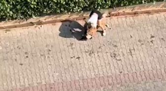 Adana'da Pitbull Sokak Kedisini Öldürdü, Sahibi 'Polisi Aramayın' Dedi