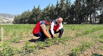 Hatay'da Tarım Müdürü Üreticiyi Ziyaret Etti