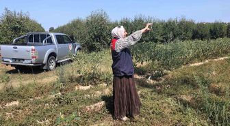 Babaeski'de tarım arazileri uydu ve saha verileriyle izleniyor