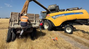 Domaniç'te Demonstrasyon Tarlalarında Hasat: Tritikalede 800 Kg Verim