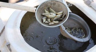Manisa'da 26 baraj ve gölete 1,2 milyon sazan yavrusu bırakıldı