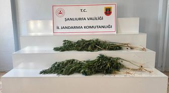Viranşehir ve Akçakale'de Kenevir Operasyonu