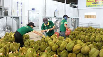 Vietnam'ın Çin'e Meyve ve Sebze İhracatı Yılın İlk Yarısında Yüzde 25 Arttı