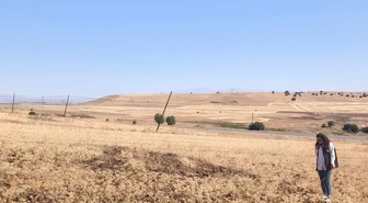Ağın'da Tüylü Nohutta Hasat Bereketi