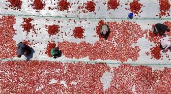 Karacadağ'da Kuru Domates Mesaisi: 48 Derece Sıcakta Dünyaya Lezzet
