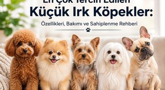 En Çok Tercih Edilen Küçük Irk Köpekler: Özellikleri, Bakımı ve Sahiplenme Rehberi