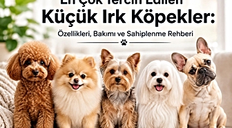 En Çok Tercih Edilen Küçük Irk Köpekler: Özellikleri, Bakımı ve Sahiplenme Rehberi