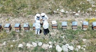 Erzincanlı Arıcılar Bal Hasadı İçin Gün Sayıyor
