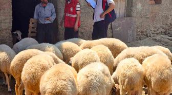 Halk Elinde Küçükbaş Islah Projesi Kapsamında Bolvadin'de Koyun Tespit Çalışmaları Yapıldı