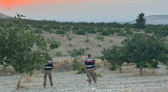 Fıstık Sezonunda Jandarmadan Gece Gündüz Güvenlik Devriyesi