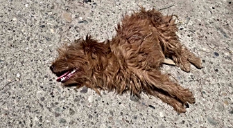Sivas'ta Sahipli Köpeklere Sokak Köpeği Saldırısı Kamerada
