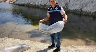 Soma'da 250 Bin Pullu Sazan Yavrusu Suya Salındı