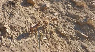 Tunceli'de nesli tükenme tehlikesi altındaki dağ keçileri görüntülendi