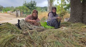 Bandırma'da pırasa üretiminde yeniden dikim çalışmaları