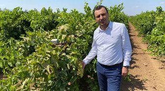 Başevirgen'den TMO'ya üzüm çağrısı: Taban fiyat 150 liranın altında olmasın
