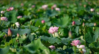 Chongqing'de Lotus Çiçeği Sektörü Yıllık 64 Milyon Dolar Gelir Sağlıyor