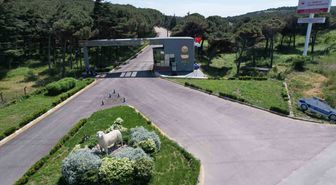 TÜBİTAK'tan koyunlarda BDV virüsüne genetik direnç projesine destek