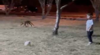 Tilkiden Topunu Geri Alamayan Çocuk