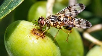 Erdek'te zeytin sineği uyarısı: Üreticilere zirai mücadele çağrısı
