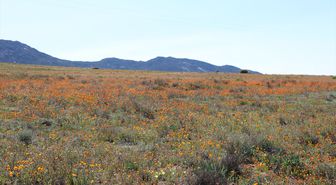 Namaqualand'da Kuraklık Çiçek Sezonunu Vurdu