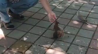 İnegöl'de Sincap ve Kumru Vatandaşın Elinden Çekirdek Yedi