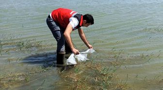 Hayrabolu'daki göletlere 150 bin balık salındı