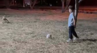 Çanakkale'de Tilki, Çocuğun Topunu Kaptı Kaçtı