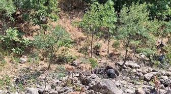Tunceli'de Dağ Keçileri Munzur Nehri Kenarında Görüntülendi