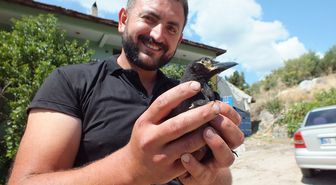 Saksağan 'Perişan' çiftçi ailesinin neşe kaynağı oldu