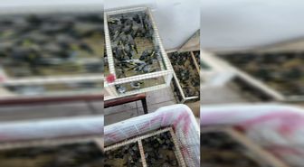 350 Saka Kuşu Yasa Dışı Yurt Dışı Çıkışında Yakalandı, Doğaya Salındı