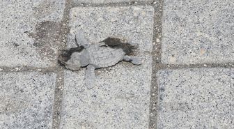Samandağ'da 40 Yavru Yeşil Deniz Kaplumbağası Işık Kirliliği Nedeniyle Araçların Altında Öldü