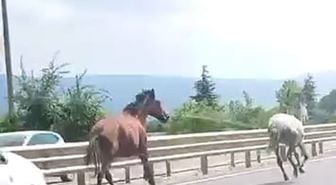 İnegöl'de Atlar Trafikte Yarıştı