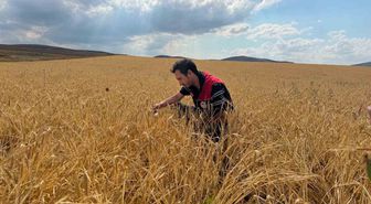 Bayburt'ta Hububat Tarlalarında Sarı Pas Hastalığı Kontrolleri