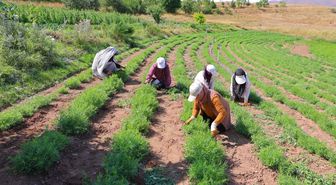 Bayburt Valisi Tarhun Hasadına Katıldı