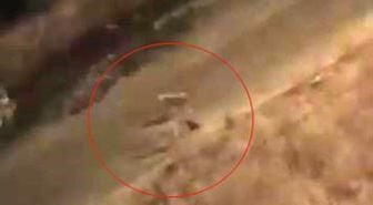 Siirt'te Başıboş Köpekler Kediyi Öldürdü