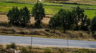 Subaşı'nda Bozayı Alarmı: Başkan Tüfekçi Vatandaşları Uyardı