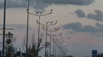 Çorlu'da leylekler yolu süsledi