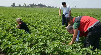 Hatay'da Tohum Gelişimi Sahada Kontrol Edildi