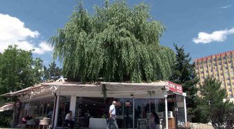 Sivas'ta Kafenin İçinden Yükselen Söğüt Ağacı Müşterilerin Gözdesi Oldu