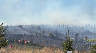 Gebze'de Ormanlık Alanda Yangın