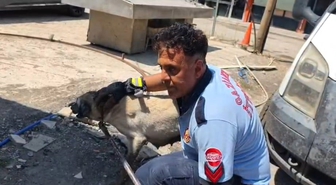 Gaziantep'te Konteyner Altında Mahsur Kalan Anne Köpek ve 7 Yavrusu Kurtarıldı