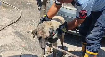 Köpek ve Yavruları Konteyner Altından Kurtarıldı
