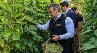 Pazaryeri Boncuk Fasulyesi hasadı başladı