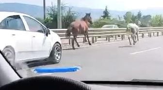 İnegöl'de başıboş atlar kara yolunda dörtnala koştu