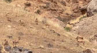 Arapgir'de nesli tehlikedeki yaban keçileri sürüsü görüntülendi