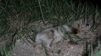 Manavgat'ta ATV ile çarpıp taşla öldürdüğü köpek için gözaltına alınan Alman turist serbest