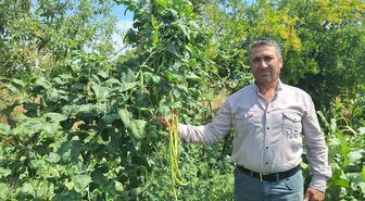 Sarıgöl'de yayla börülcesine yoğun talep: Günlük 3-4 ton satış